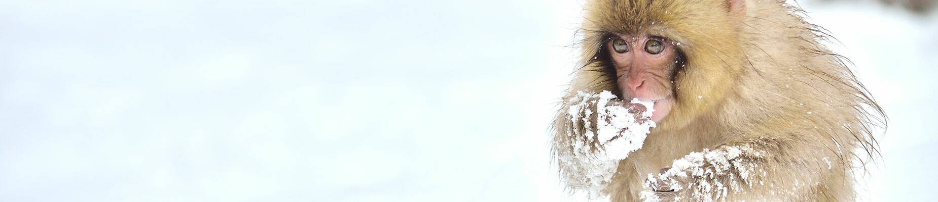 A snow monkey sitting in the snow