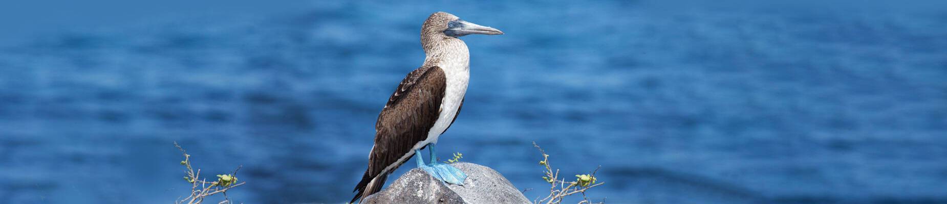 Panoramic image of a Blue-Footed Booby on the Galapagos Islands