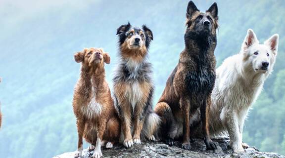 Dog breeds around the world | ROL Cruise Blog