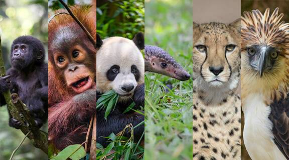 Wildlife conservation projects around the world | ROL Cruise Blog