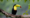 Toucan