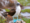 Blue-Footed Boobie