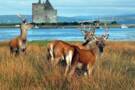 Isle of Arran, Scotland