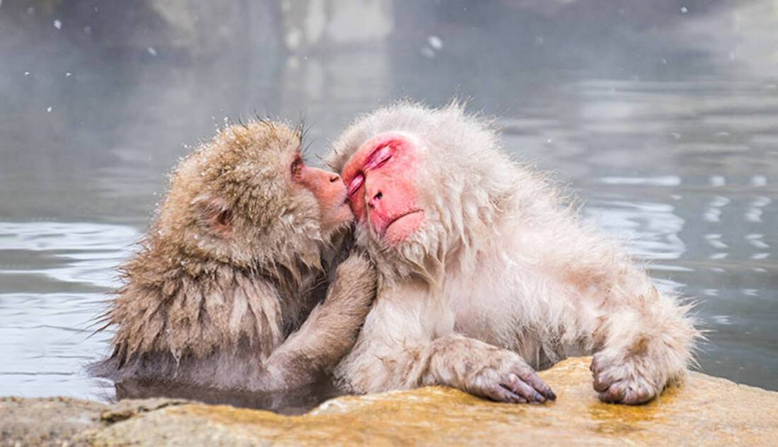 The best place to see snow monkeys in Japan ROL Cruise Blog