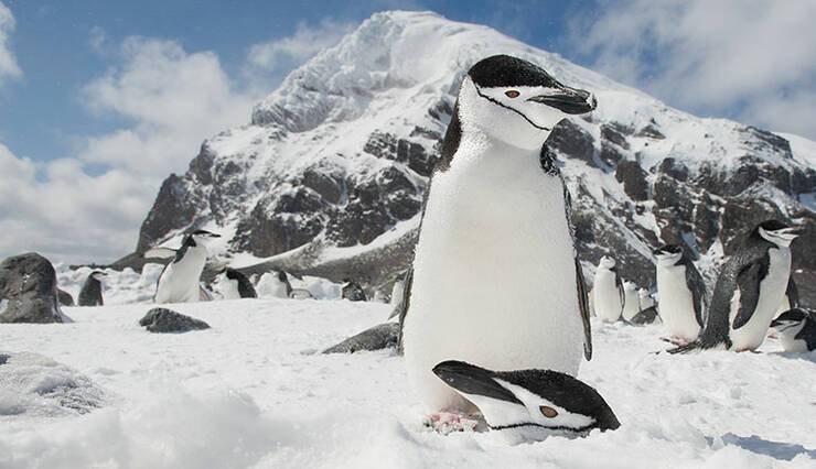 Penguins around the world, celebrating #WorldPenguinDay | ROL Cruise Blog