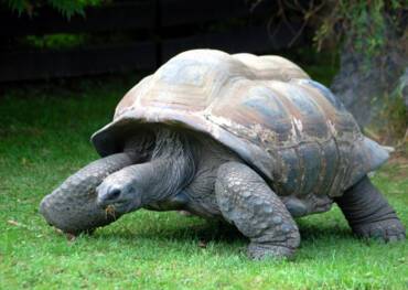The giant tortoise