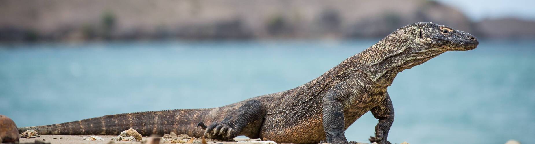 Beaches with white sand and turquoise water in the national park on Komodo. Indonesia