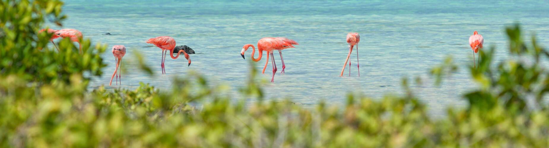 Cruises to Kralendijk