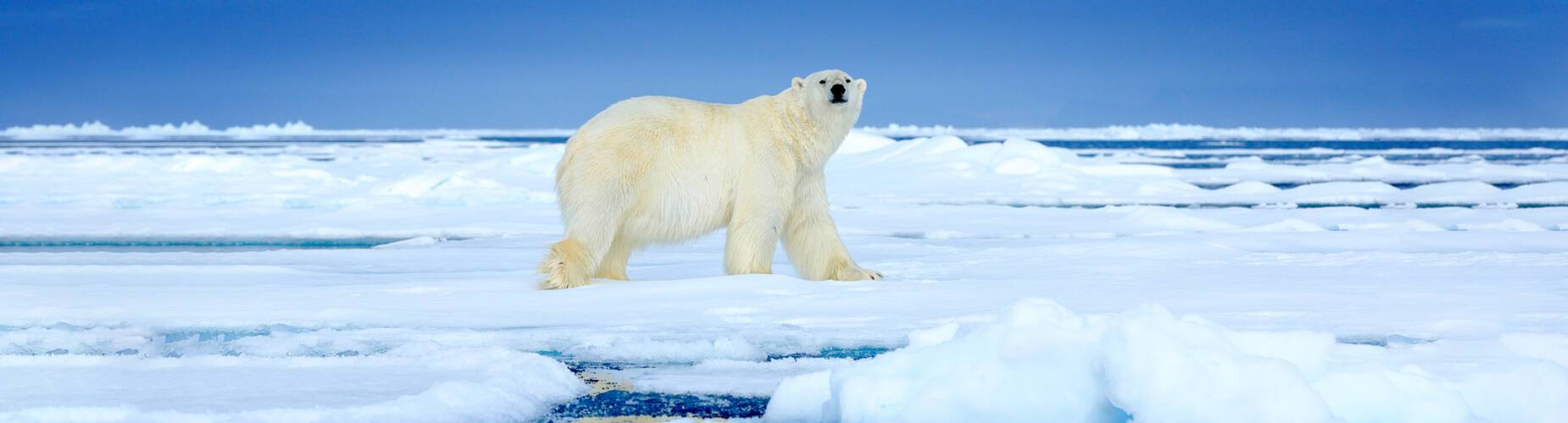 Polar Bear