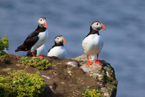 Grimsey Island