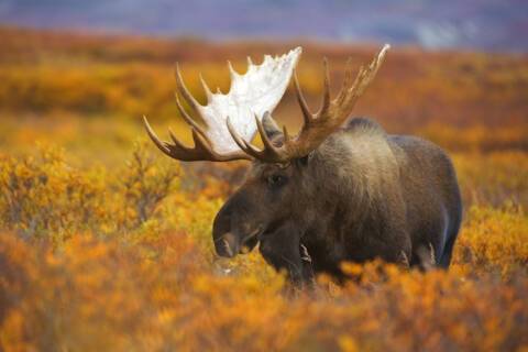 Denali National Park