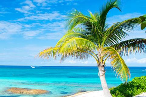 A beach with white sand and a palm tree