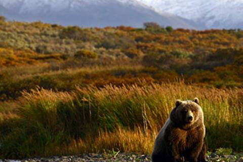 A brown bear trying to catch salmon in Kodiak