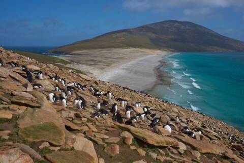 Saunders Island