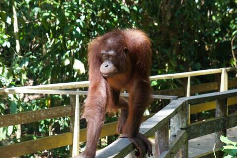 Sepilok Orangutan Sanctuary