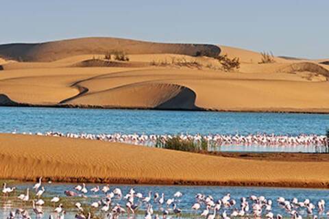 A flock of flamingos in a lagoon