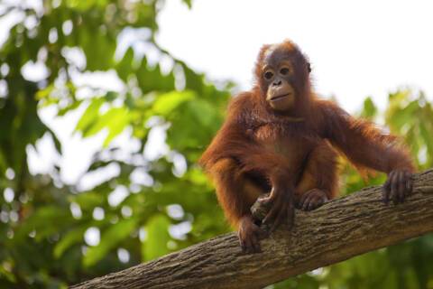 Sandakan, Borneo