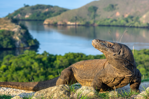 Komodo Island, Indonesia