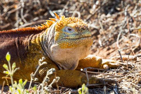 Cerro Dragon, Santa Cruz, Ecuador