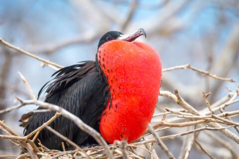 Visit North Seymour on a cruise to the Galapagos