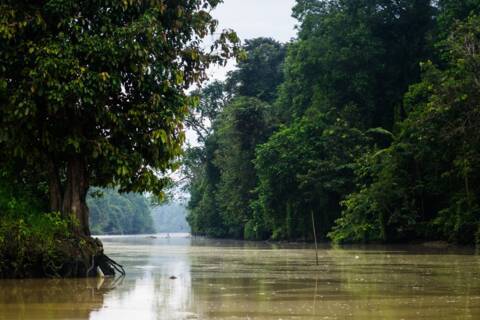 Kinabatangan River