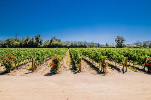 Undurraga vineyard, Santiago