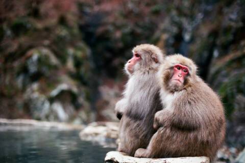 Snow Monkeys