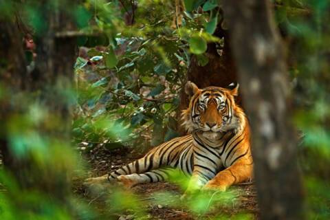 Ranthambore National Park