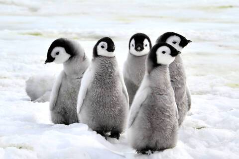 Penguins in snow