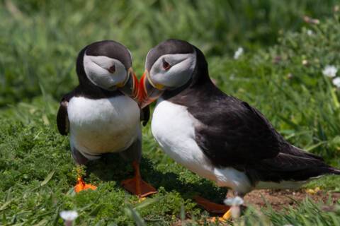 Puffins