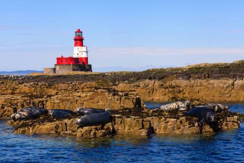 Farne islands