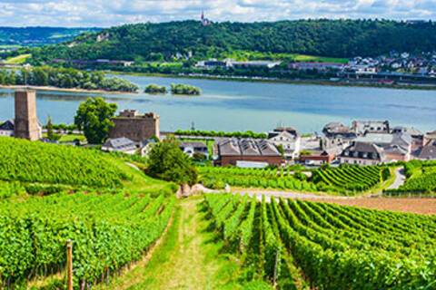 The view over Rudesheim from a vineyard