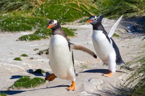 New Island, Falkland Islands