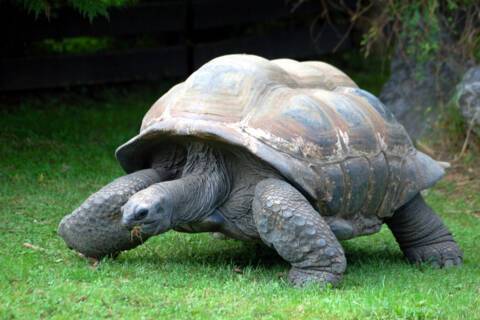 The giant tortoise