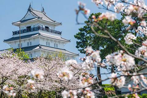 Shimabara Castle surrounded by cherry blossom