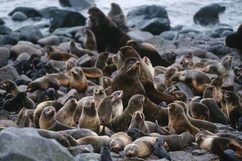 St Paul Island, Alaska, USA