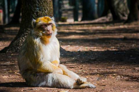 Barbary apes