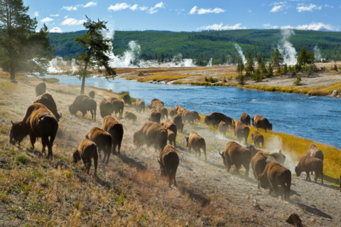 Yellowstone National Park