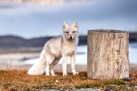 Arctic Fox