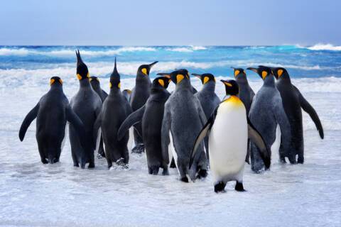 West Point Island, Falkland Islands