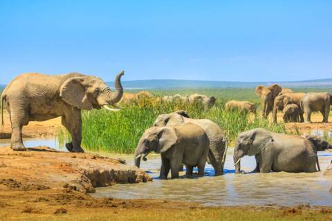 Elephants, South Africa