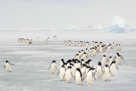 South Orkney Islands