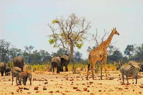 Hwange National Park