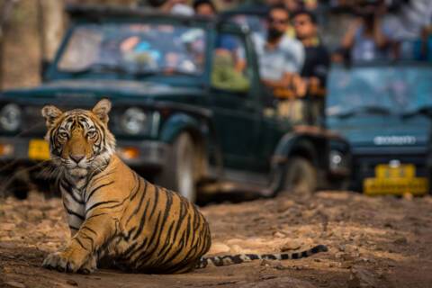 Ranthambore National Park