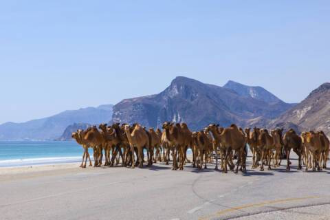 Caravan of camels in Oman