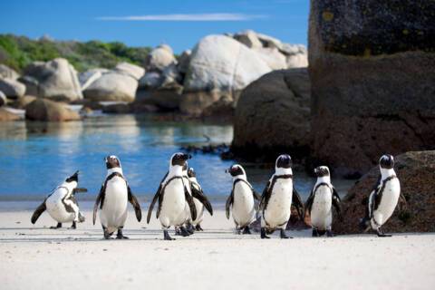 Boulders Beach