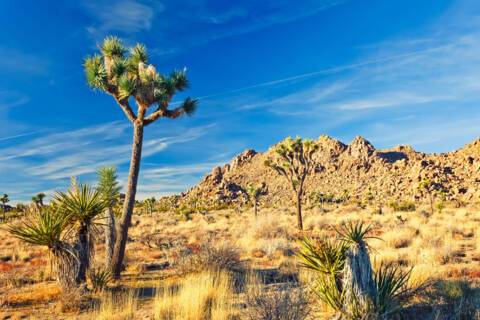 Mojave Desert