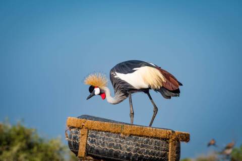 Sir Bani Yas Island