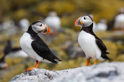 Papa Stour, Shetland Islands, Scotland