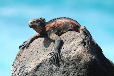 Espanola Island, Ecuador